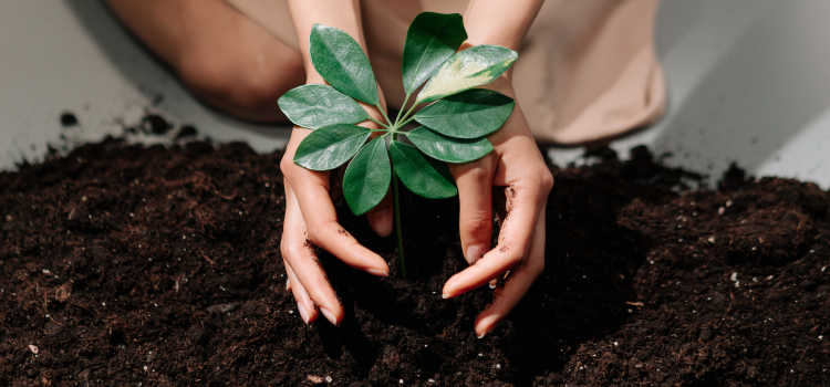 A girl plants a plant